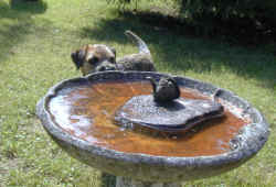 2. juni 2002 ved fuglebadet. Se billedet i stor (bner i nyt vindue)